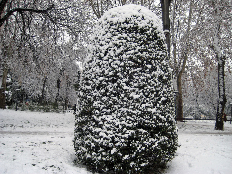 Arbusto en el Paseo de Coches del Retiro en Madrid