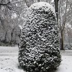 Arbusto en el Paseo de Coches del Retiro en Madrid