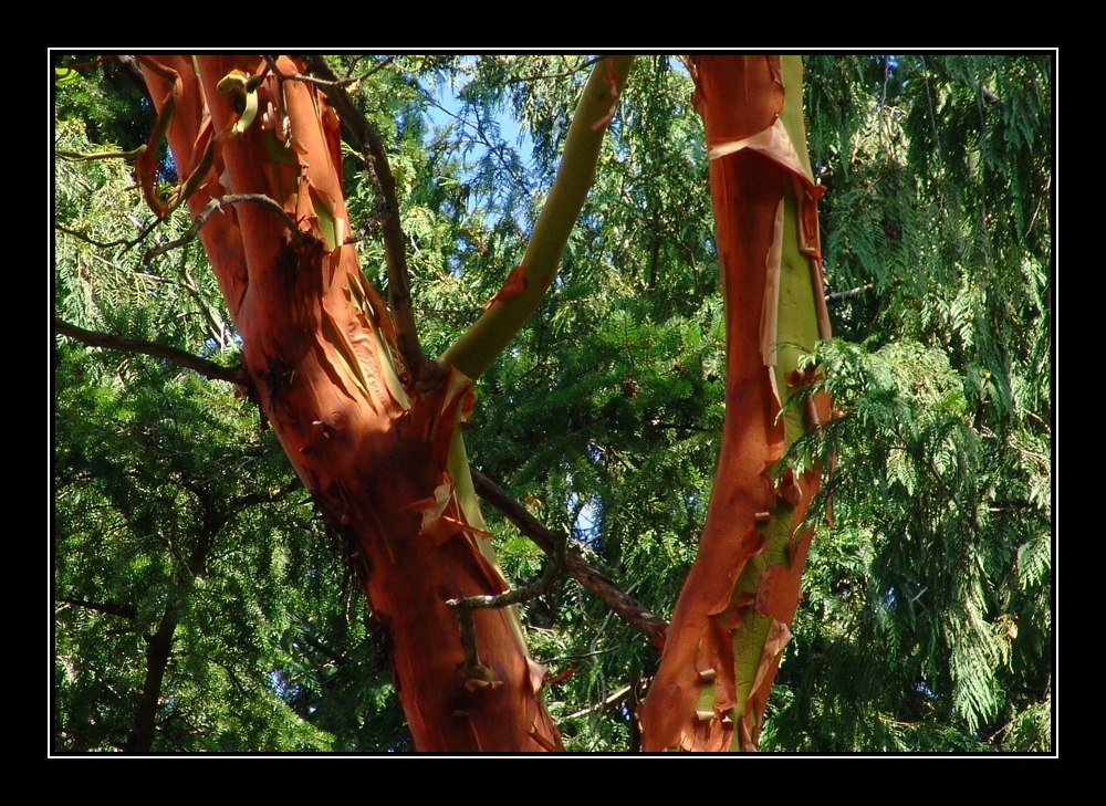 Arbutus Tree