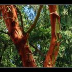 Arbutus Tree