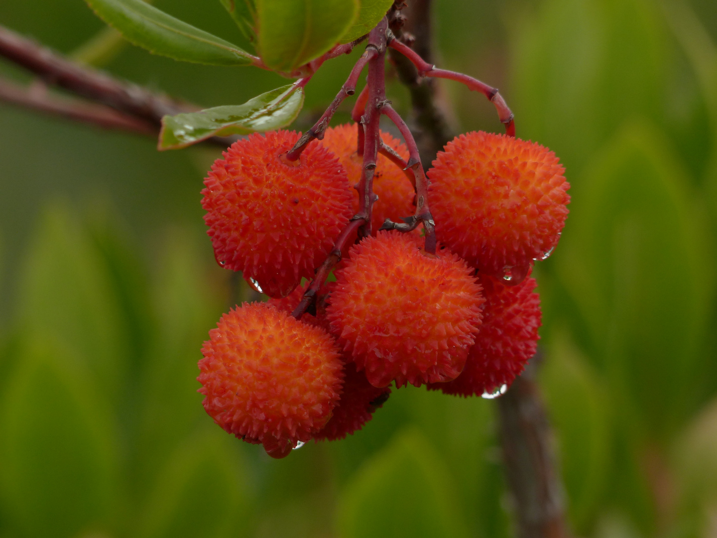 Arbutus unedo