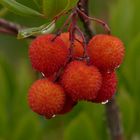 Arbutus unedo