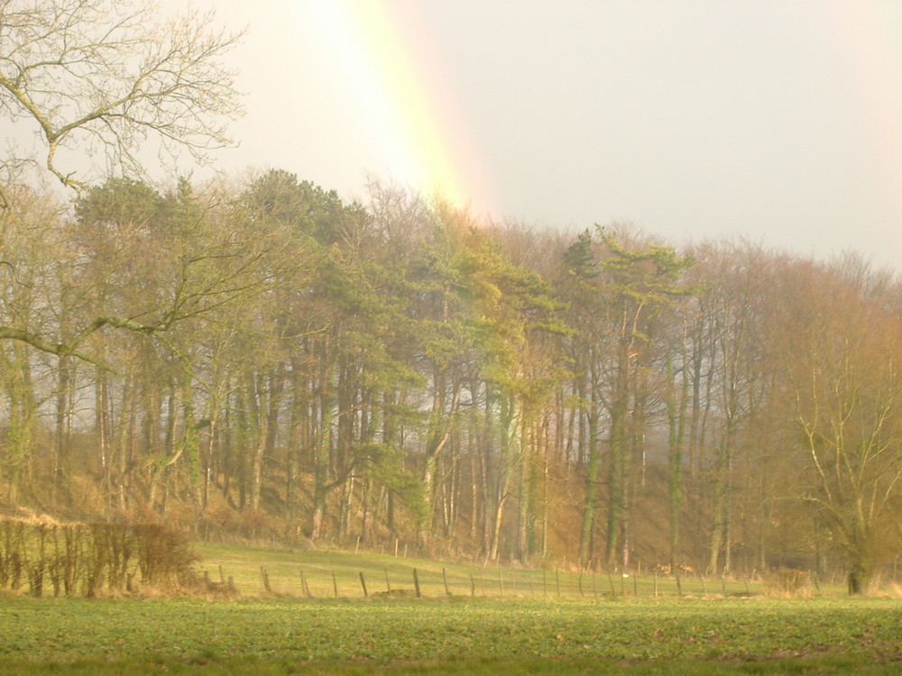 Arc en ciel traversant la forêt