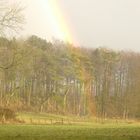 Arc en ciel traversant la forêt