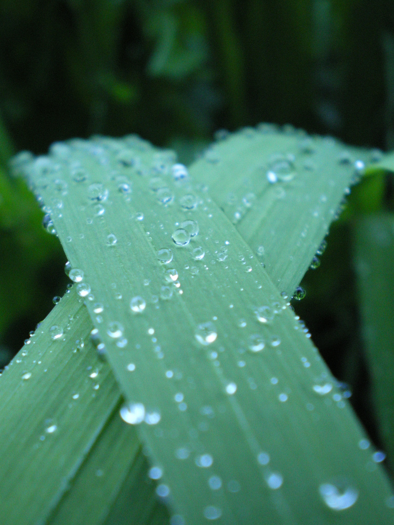 Arc en feuille