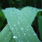 Arc en feuille