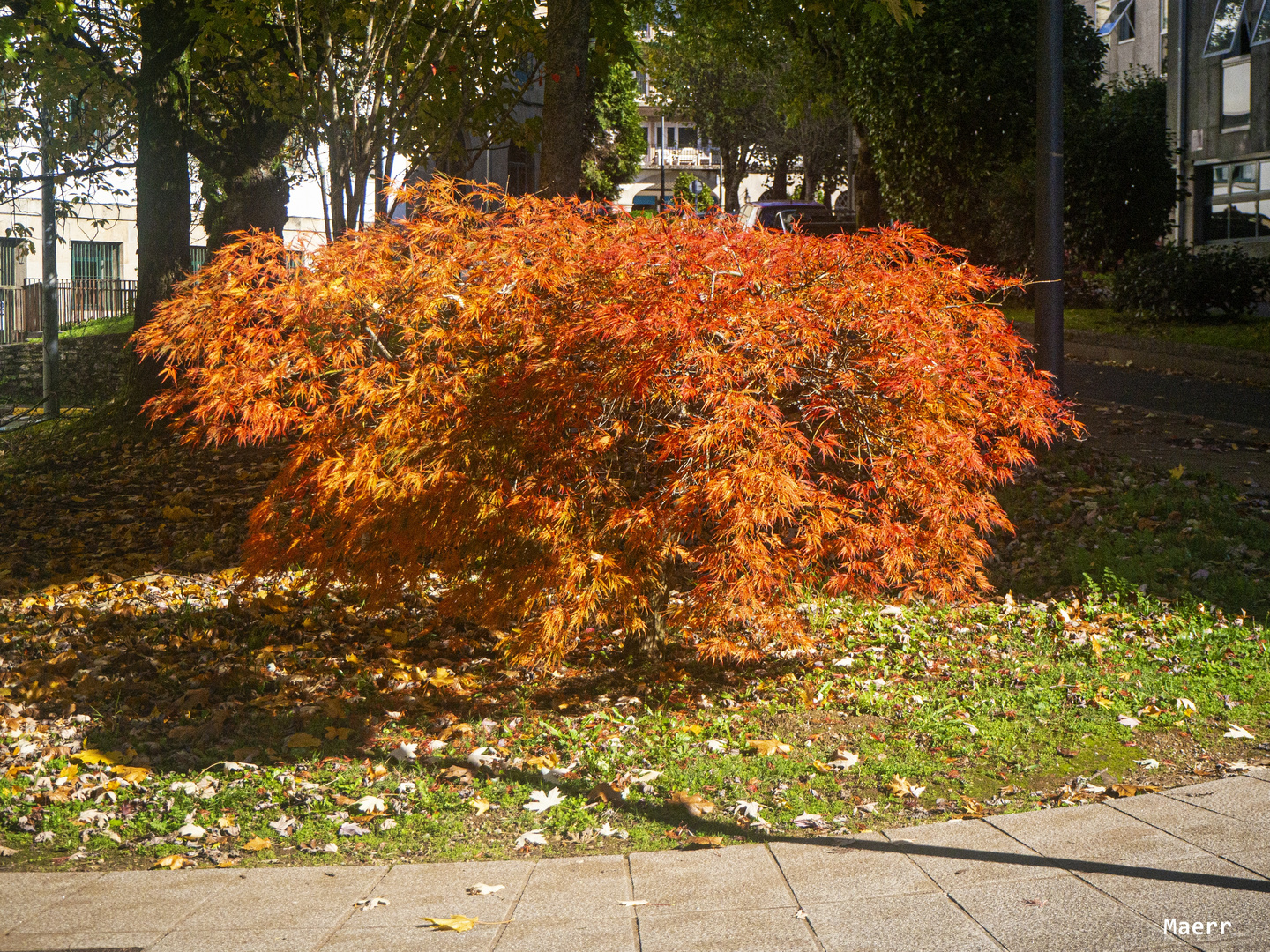 Arce rojo enano.