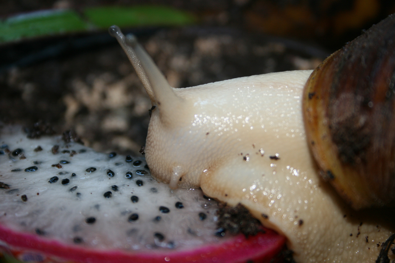 Archachatina marginata ovum amelanistisch