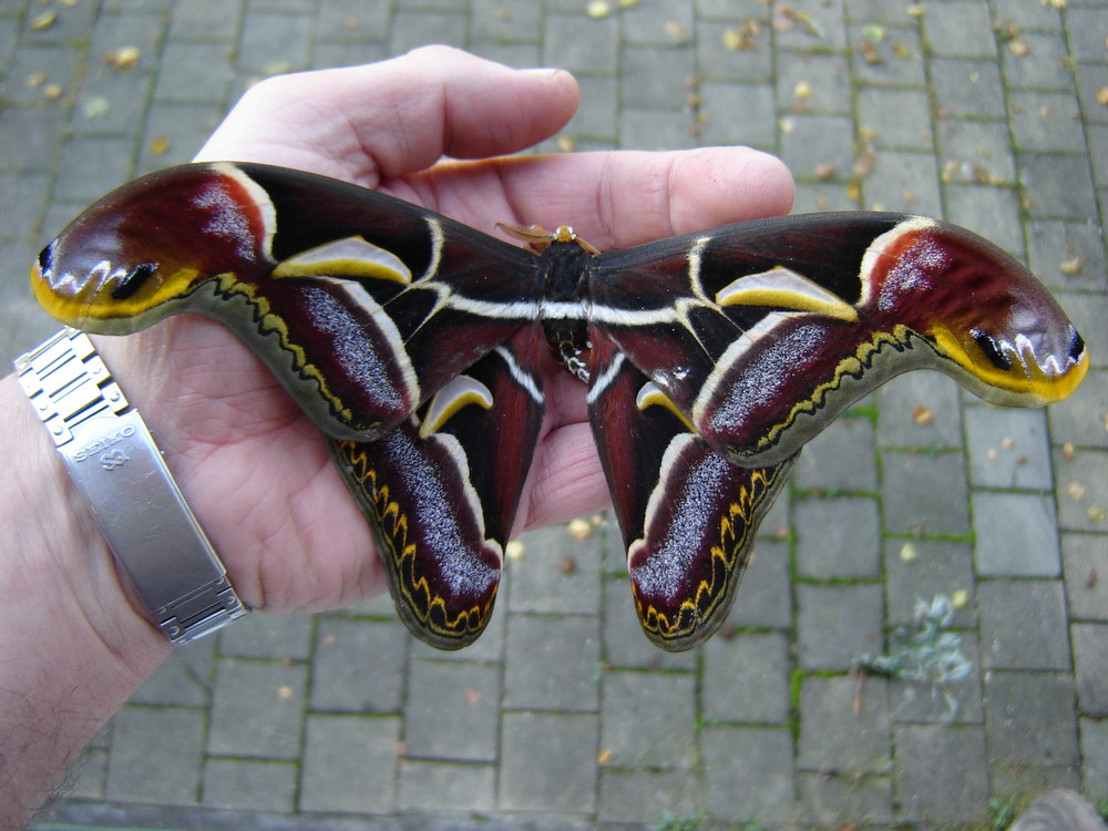 Archaeoattacus edwardsii auf Menschenhand