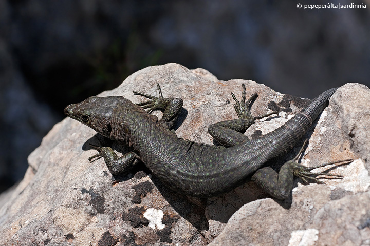 Archaeolacerta bedriagae