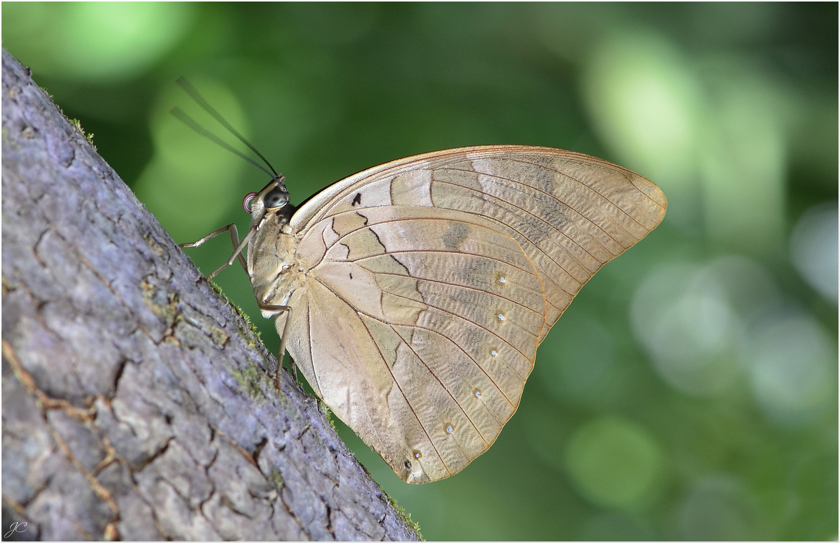 Archaeoprepona demophon