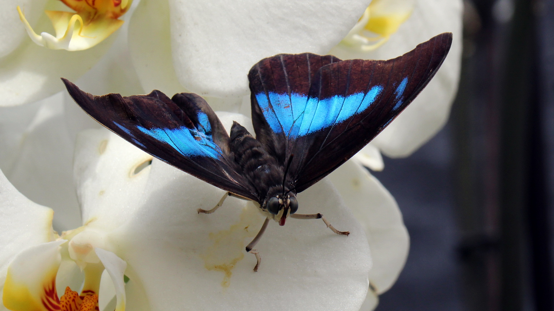 Archaeoprepona demophon (dorsal)