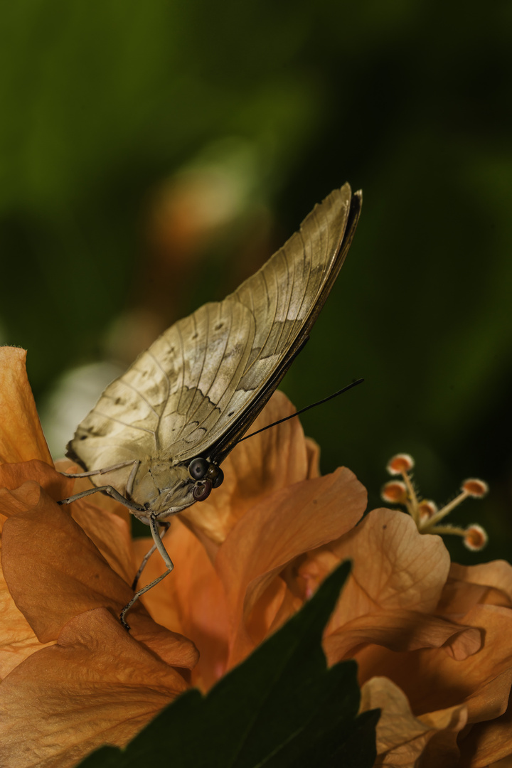 Archaeoprepona demophon (One spotted prepona)