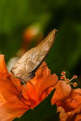 Archaeoprepona demophon (One spotted prepona)