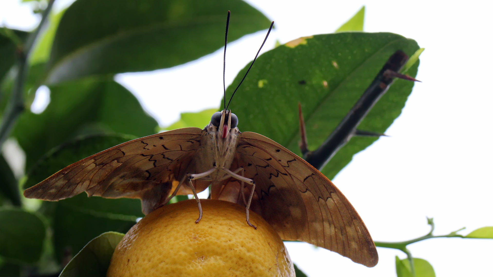 Archaeoprepona demophon (ventral)