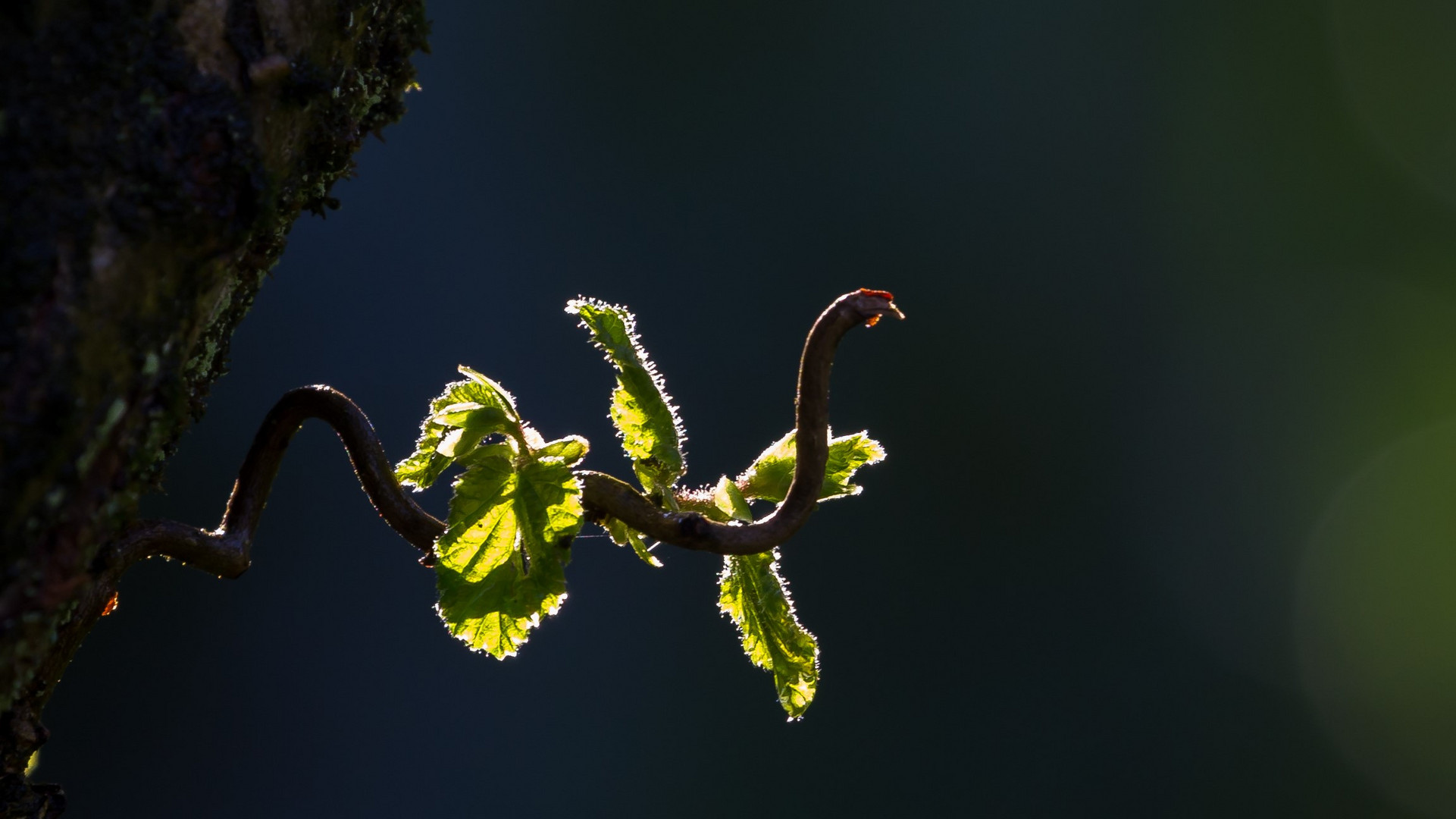 Archaeopteryx auf Eiersuche