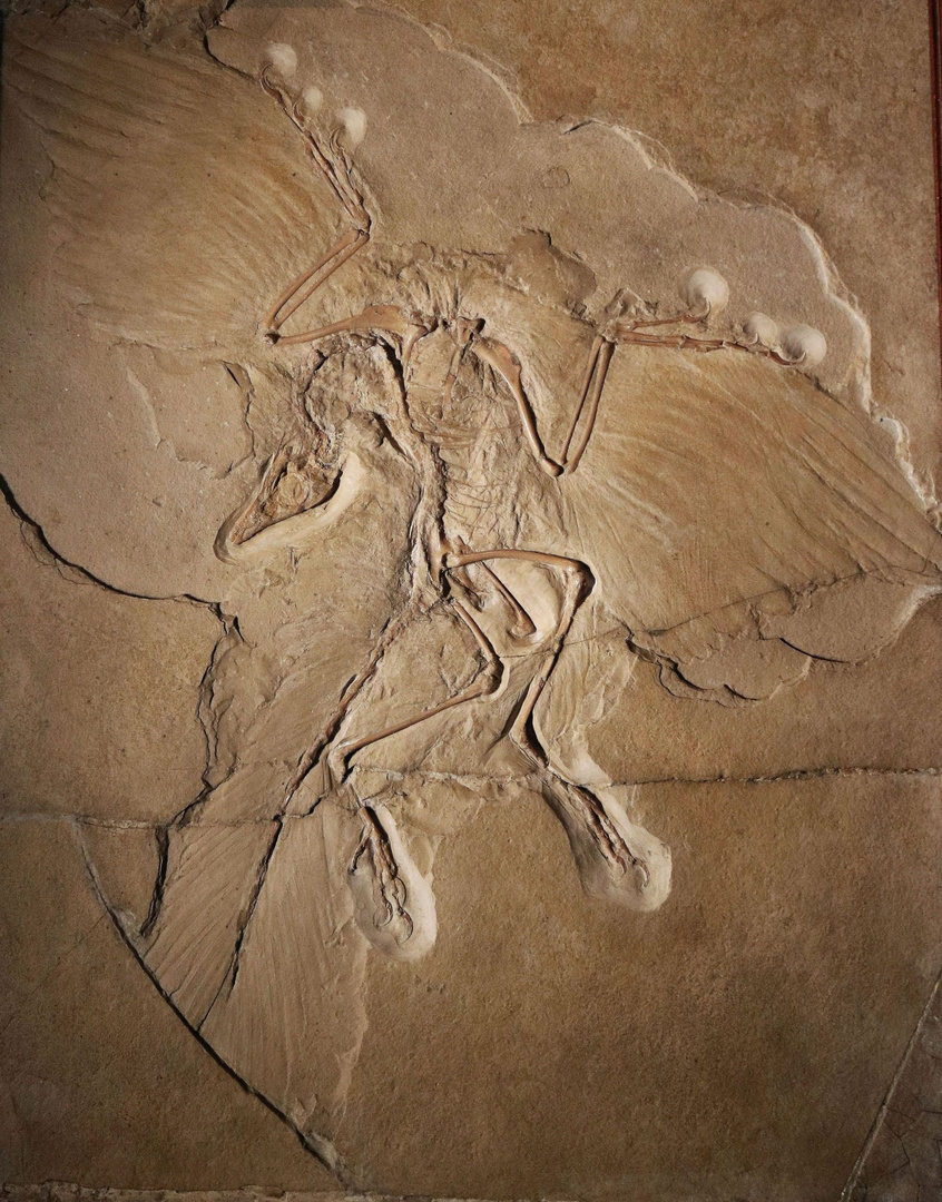 Archaeopteryx, Berliner Exemplar