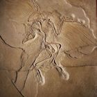 Archaeopteryx, Berliner Exemplar