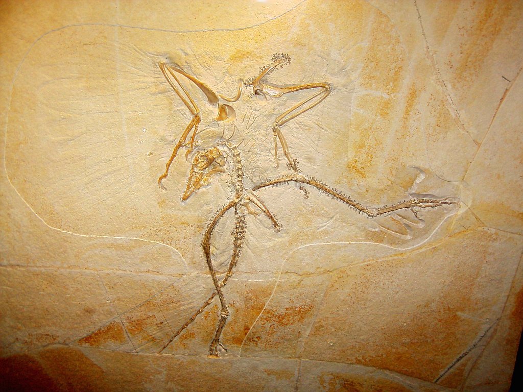 Archaeopteryx, das zehnte Exemplar.