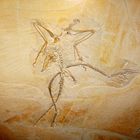 Archaeopteryx, das zehnte Exemplar.