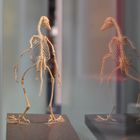 Archaeopteryx im Naturkundemuseum Berlin