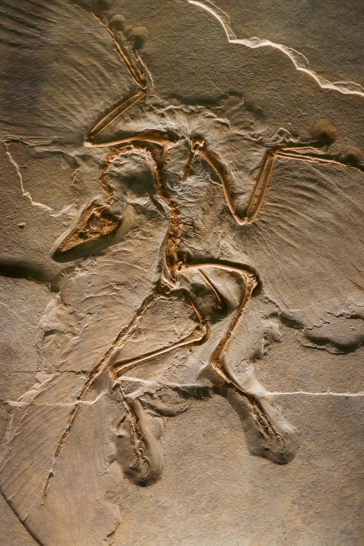 Archaeopteryx  - weder Dino noch Vogel