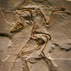 Archaeopteryx  - weder Dino noch Vogel