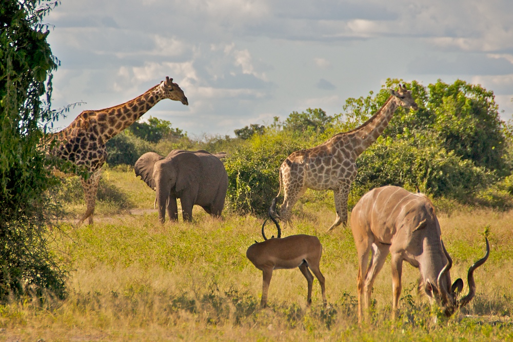 Arche Noah in Botswana