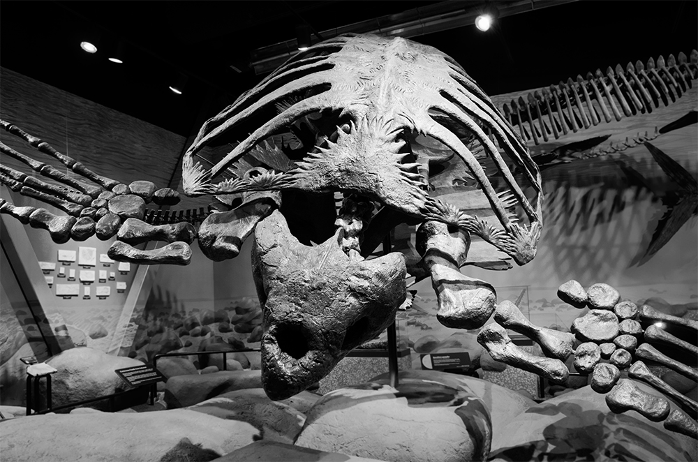 Archelon Ischyros Photo Image Miscellaneous Fossils Compounds Fossils Images At Photo Community