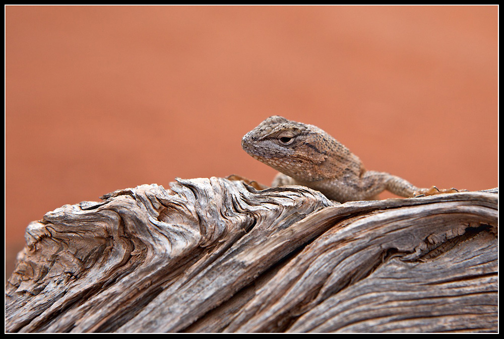 Arches Lizard