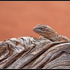 Arches Lizard