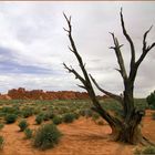 Arches national  landscape