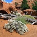 Arches National Park (Utah)