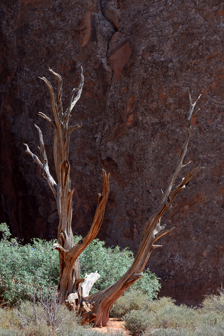 Arches NP: Baum