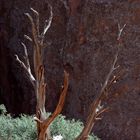 Arches NP: Baum