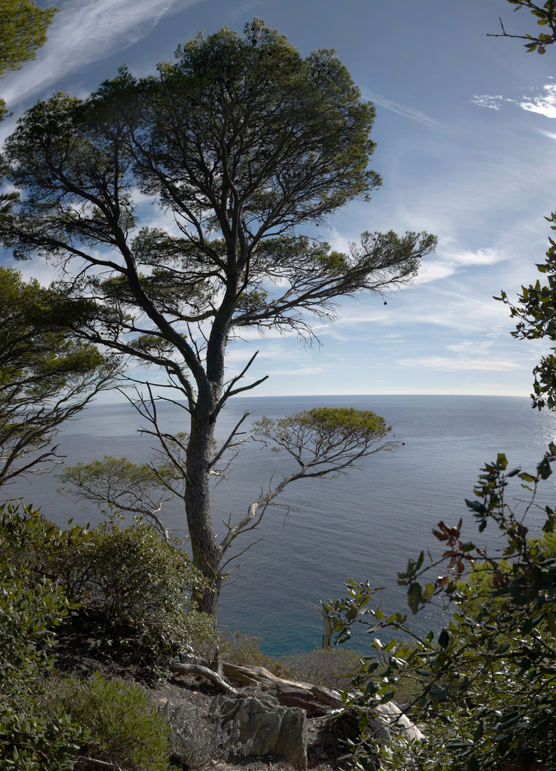 archétype du pin, Porquerolles