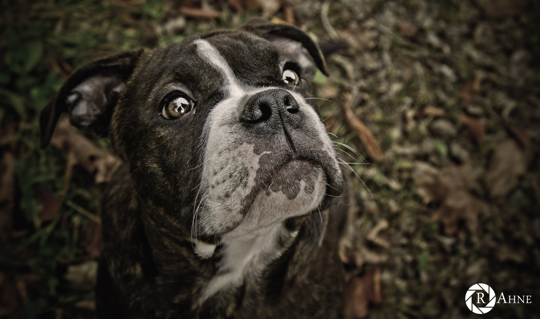 Archi - Old English Bulldog