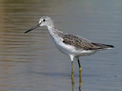 archibebe claro (Tringa nebularia)