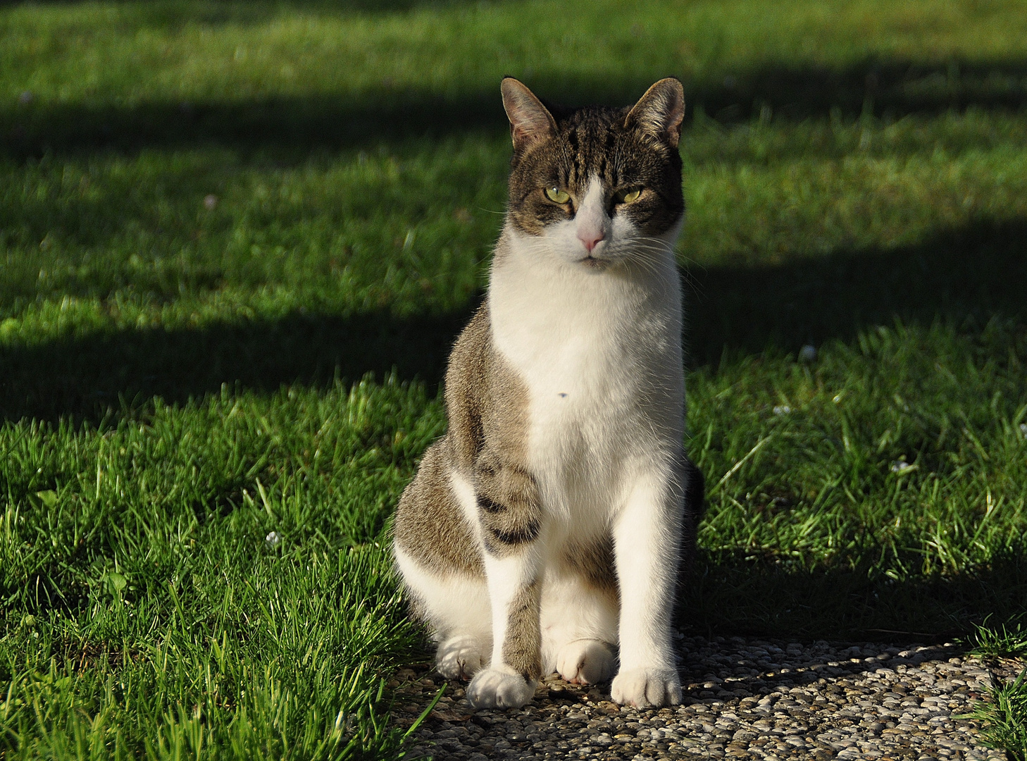 Archie in der Abendsonne