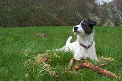 Archie mit 4 Jahren auf dem Neroberg