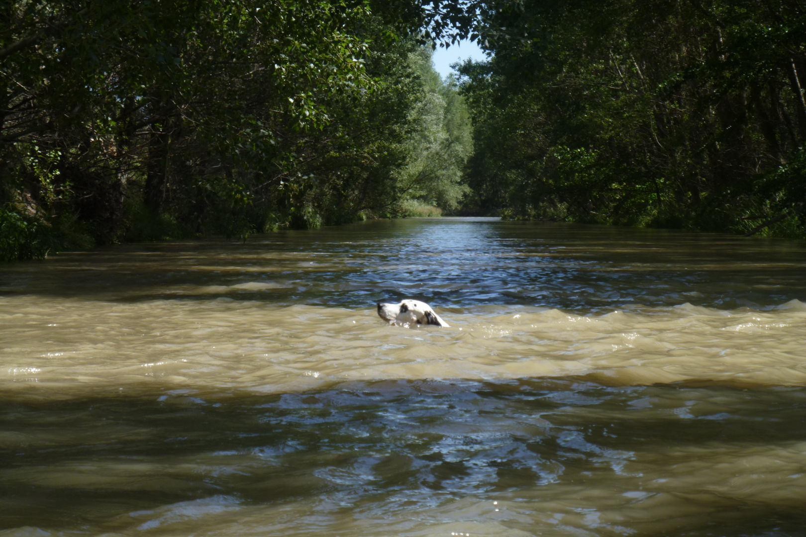 archie swimming in the danube