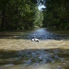 archie swimming in the danube