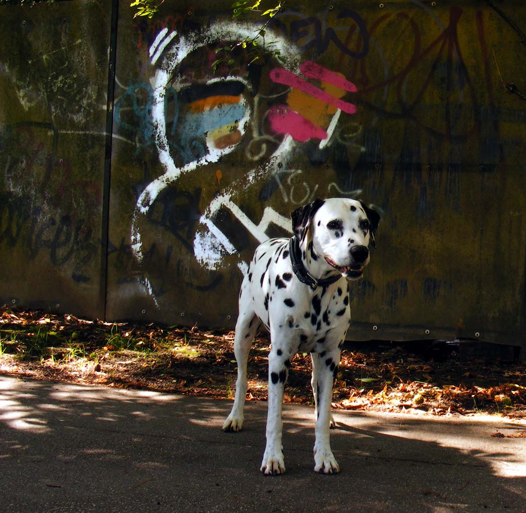 archie, the famous streetart dog