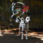 archie, the famous streetart dog