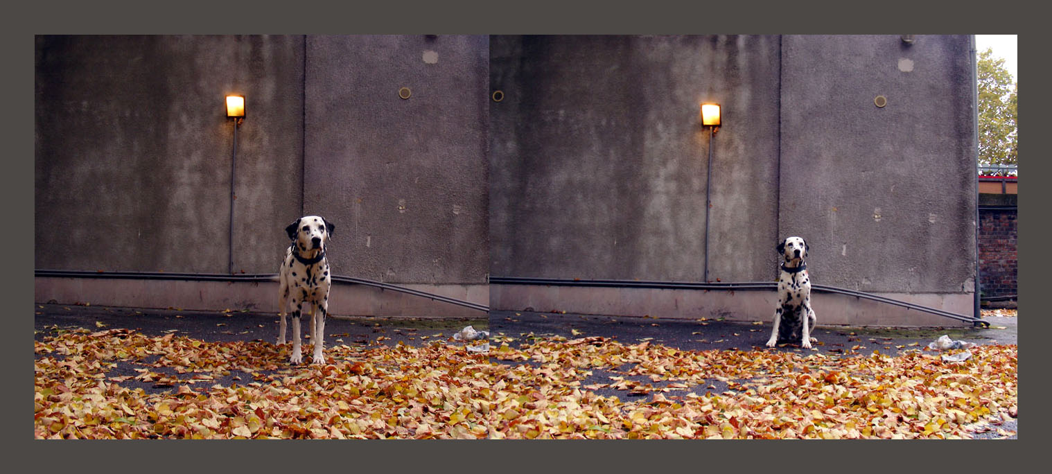 archie unter der laterne vor dem westbahnhof