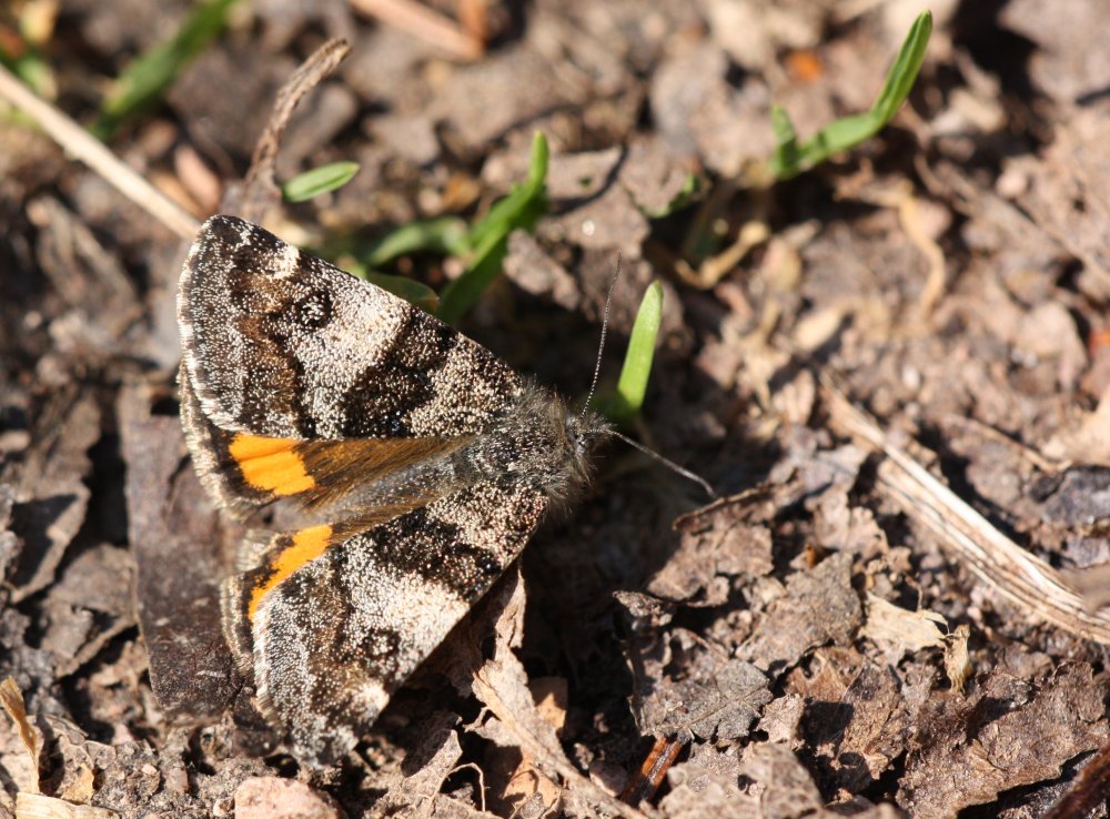 Archiearis cf parthenias - Birken-(oder doch Espen?)-jungfernkind...