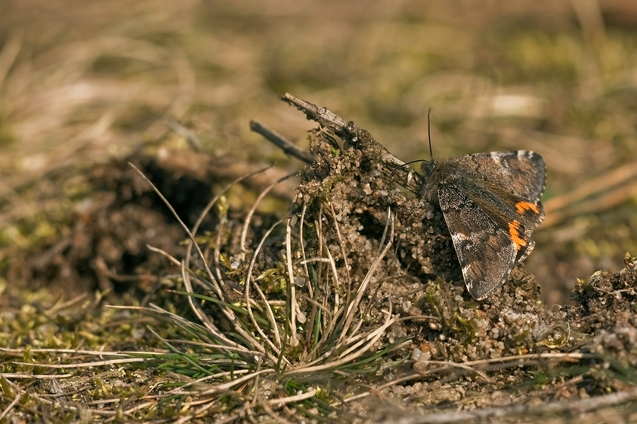 Archiearis parthenias - Birkenjungfernkind