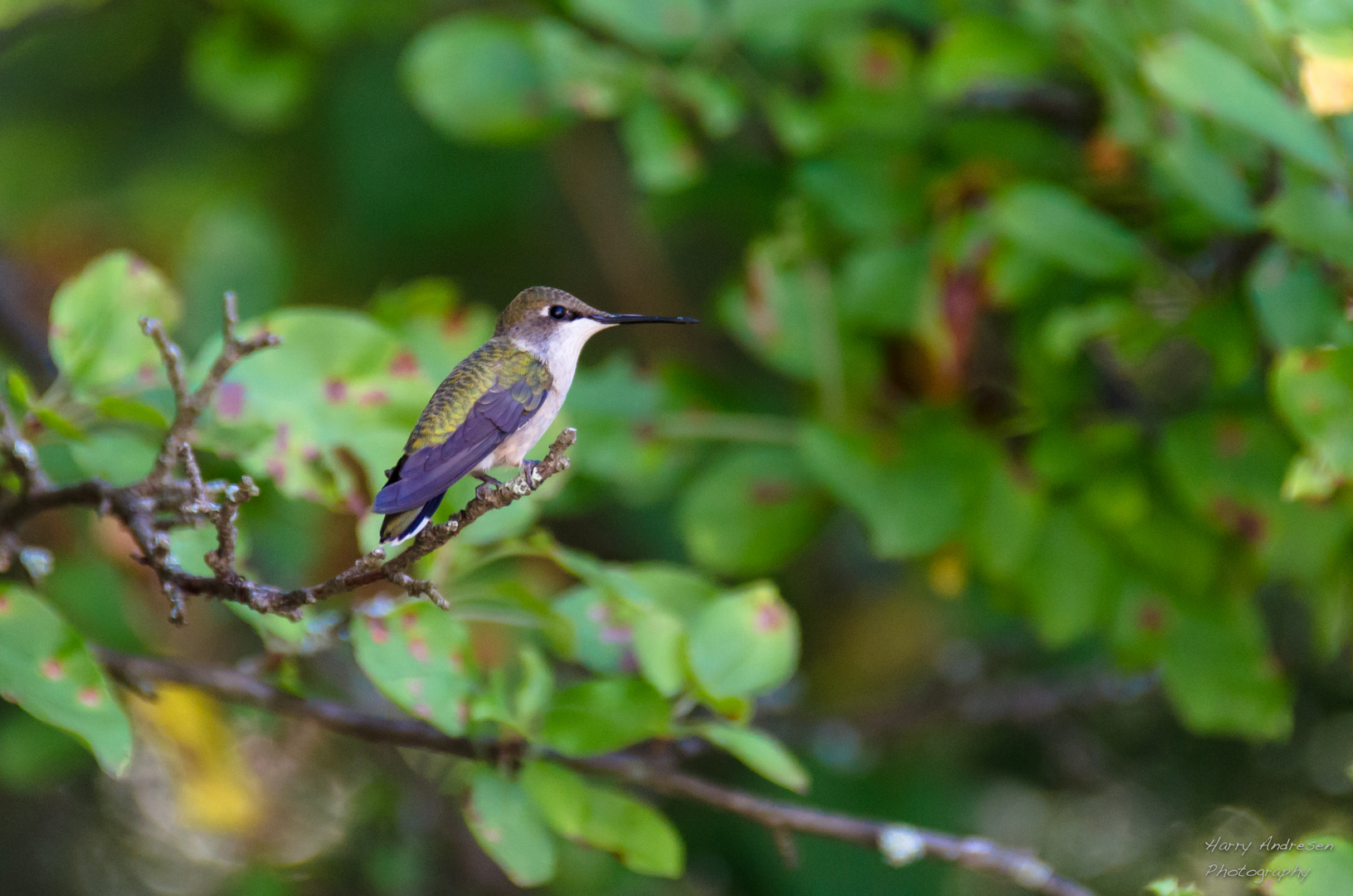 Archilochus colubris4