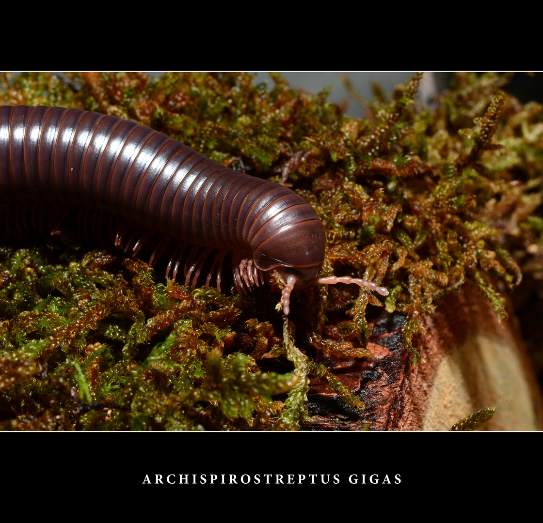 Archispirostreptus Gigas Foto & Bild tiere, haustiere, terraristik