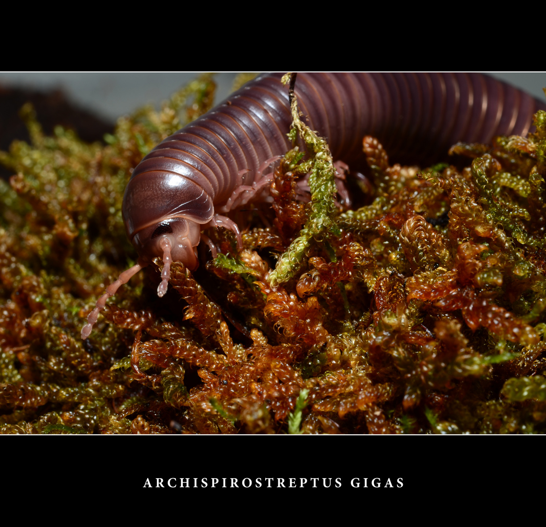 Archispirostreptus Gigas II